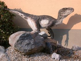 Wollemi (2).JPG